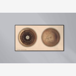 �jet - Frohses anatomiske tavler 1900