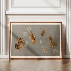 Sm�krebs 1910 - Biologisk planche