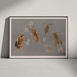 Sm�krebs 1910 - Biologisk planche