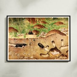 Muldvarp 1910 - Zoologisk planche