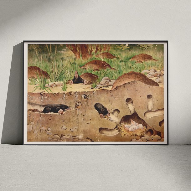 Muldvarp 1910 - Zoologisk planche