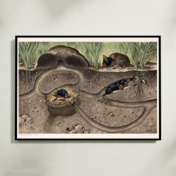 Muldvarp II 1910 - Zoologisk planche