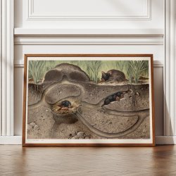 Muldvarp II 1910 - Zoologisk planche