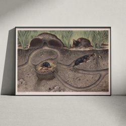 Muldvarp II 1910 - Zoologisk planche