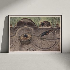 Muldvarp II 1910 - Zoologisk planche