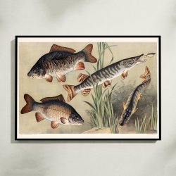 Karpe og gedde 1910 - Zoologisk planche