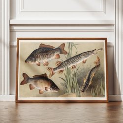 Karpe og gedde 1910 - Zoologisk planche