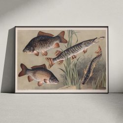 Karpe og gedde 1910 - Zoologisk planche