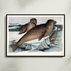 S�l 1910 - Zoologisk planche