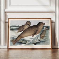 S�l 1910 - Zoologisk planche