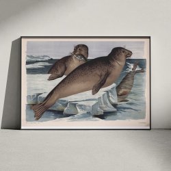 S�l 1910 - Zoologisk planche