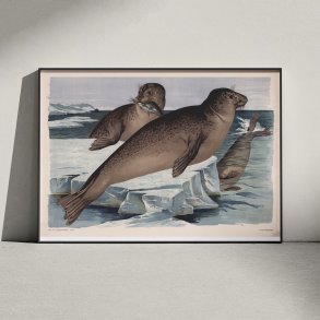 S�l 1910 - Zoologisk planche