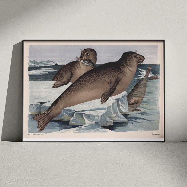 S�l 1910 - Zoologisk planche