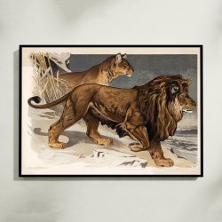 L�ve 1910 - Zoologisk planche