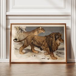 L�ve 1910 - Zoologisk planche