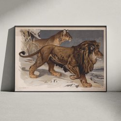 L�ve 1910 - Zoologisk planche