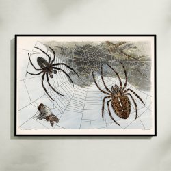 Korsedderkop 1910 - Zoologisk planche