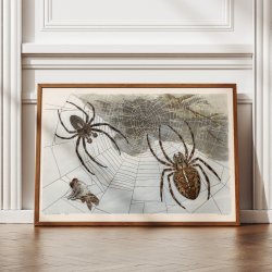 Korsedderkop 1910 - Zoologisk planche