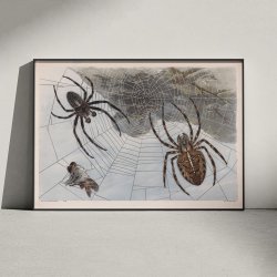 Korsedderkop 1910 - Zoologisk planche