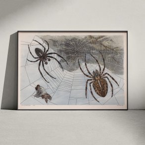 Korsedderkop 1910 - Zoologisk planche