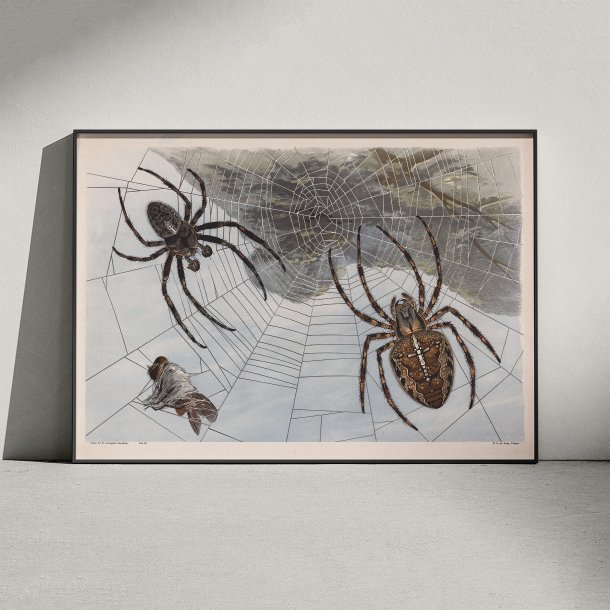 Korsedderkop 1910 - Zoologisk planche