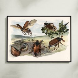 Oldenborre 1910 - Zoologisk planche