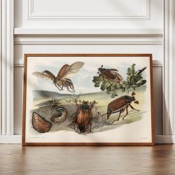 Oldenborre 1910 - Zoologisk planche