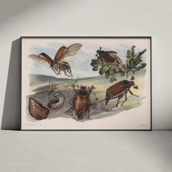 Oldenborre 1910 - Zoologisk planche