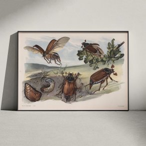 Oldenborre 1910 - Zoologisk planche