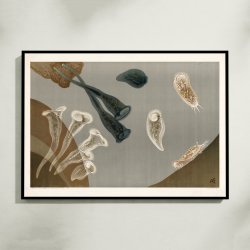 Infusionsdyr med fimreh�r 1910 - Mikroskopisk planche