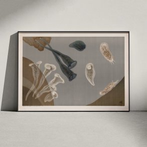 Infusionsdyr med fimreh�r 1910 - Mikroskopisk planche