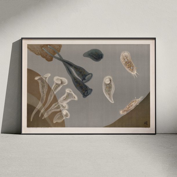 Infusionsdyr med fimreh�r 1910 - Mikroskopisk planche