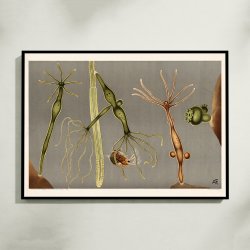 Ferskvandspolyp 1910 - Mikroskopisk planche