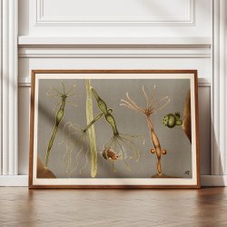 Ferskvandspolyp 1910 - Mikroskopisk planche