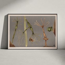 Ferskvandspolyp 1910 - Mikroskopisk planche