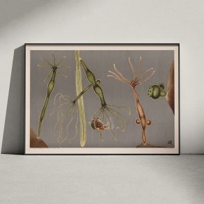 Ferskvandspolyp 1910 - Mikroskopisk planche