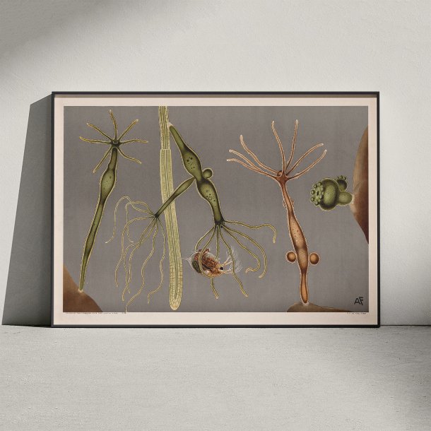 Ferskvandspolyp 1910 - Mikroskopisk planche