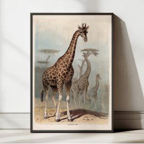 Giraf 1890 - Zoologisk planche
