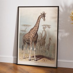 Giraf 1890 - Zoologisk planche