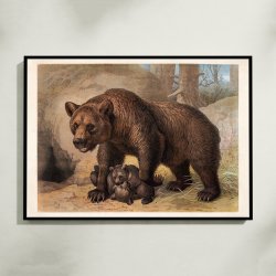 Brun bj�rn 1890 - Zoologisk planche