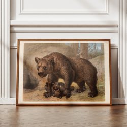 Brun bj�rn 1890 - Zoologisk planche