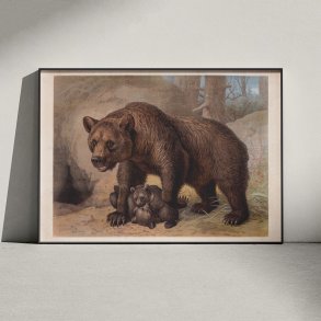 Brun bj�rn 1890 - Zoologisk planche