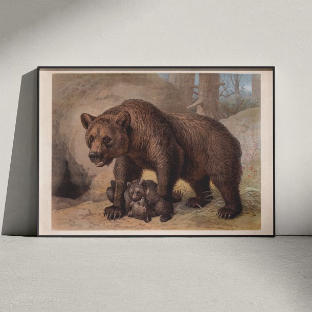 Brun bj�rn 1890 - Zoologisk planche