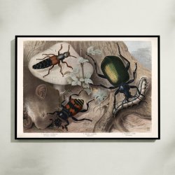 Rovbiller og �dselsbiller 1890 - Zoologisk planche