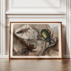 Rovbiller og �dselsbiller 1890 - Zoologisk planche