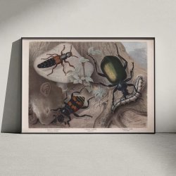 Rovbiller og �dselsbiller 1890 - Zoologisk planche