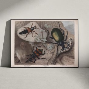 Rovbiller og �dselsbiller 1890 - Zoologisk planche