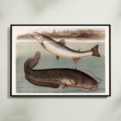 Malle og laks 1890 - Zoologisk planche