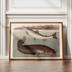 Malle og laks 1890 - Zoologisk planche