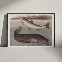 Malle og laks 1890 - Zoologisk planche